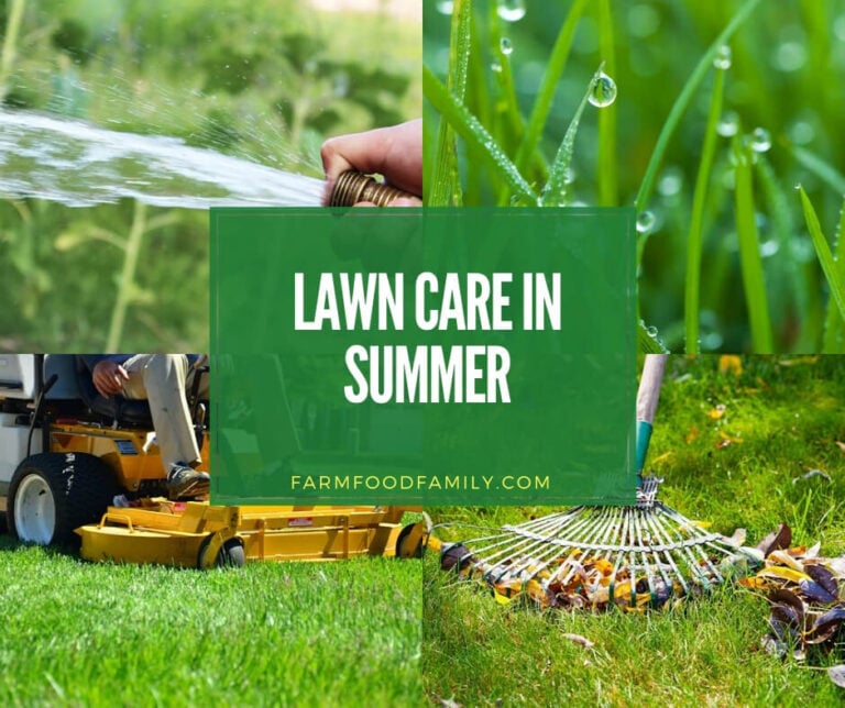 care for lawn in summer
