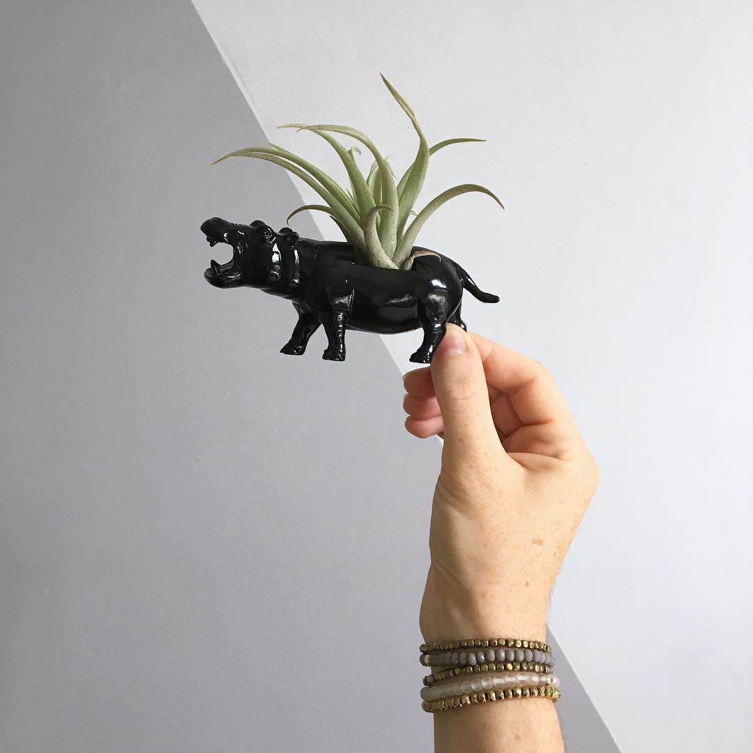Small black hippo pot with succulent