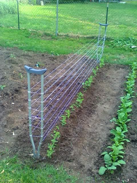 DIY Pea Trellis from old Crutches