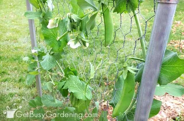 Pea Trellis with Chicken Wire