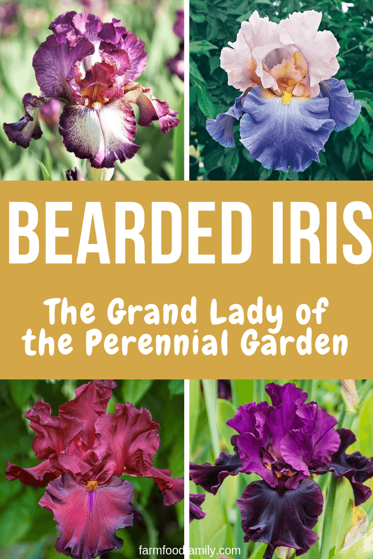 bearded iris garden