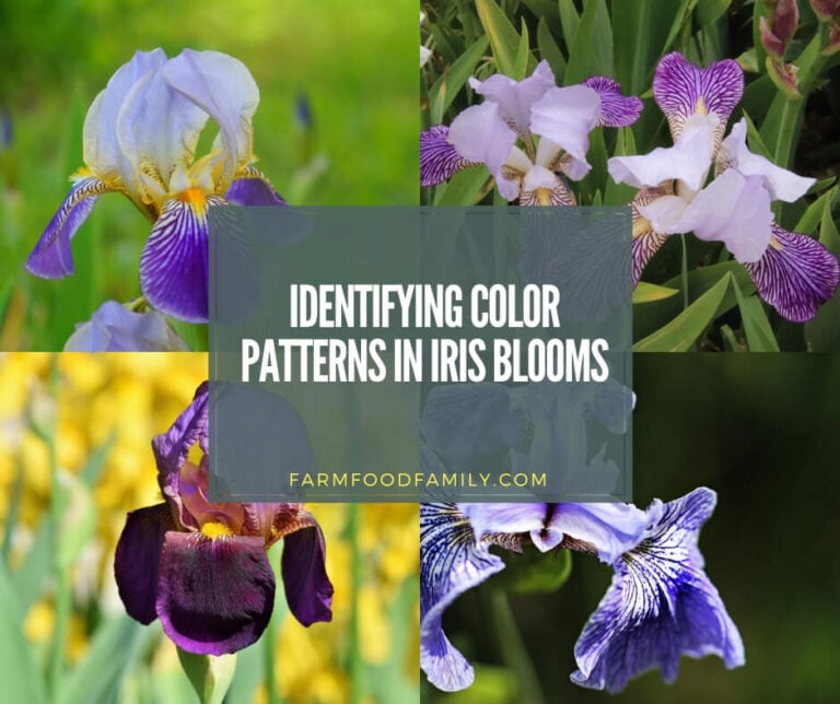 Identifying Color Patterns in Iris Blooms