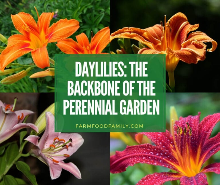 Daylilies: The Backbone of the Perennial Garden