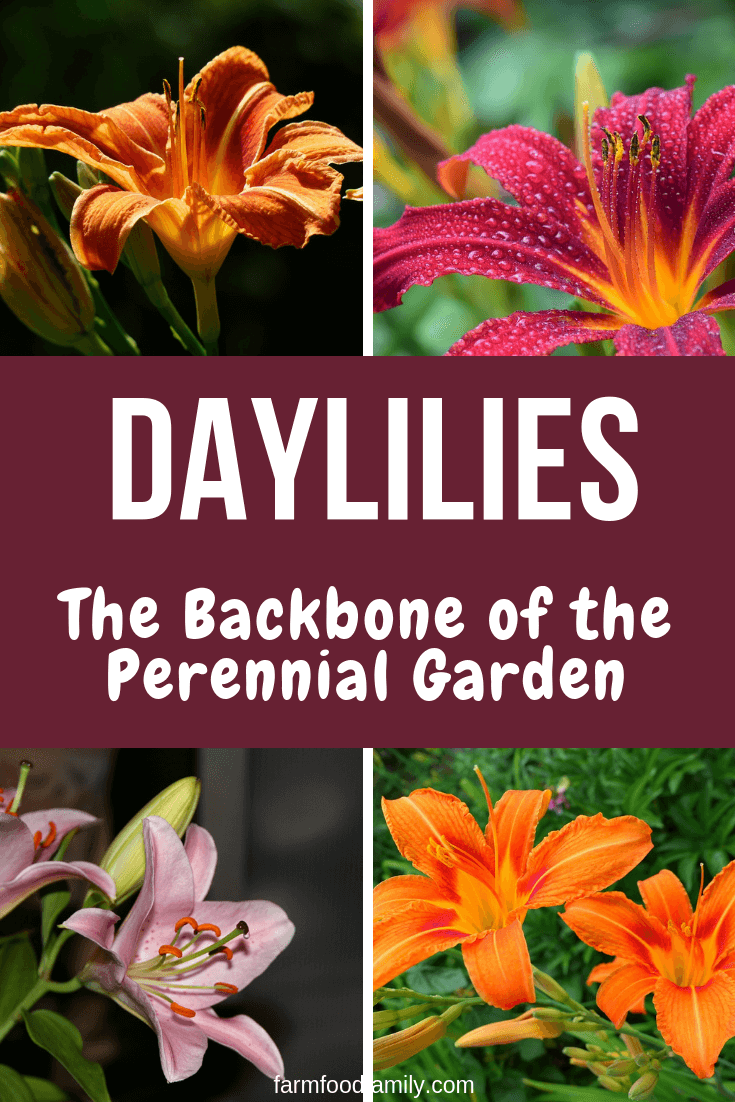daylilies garden 2