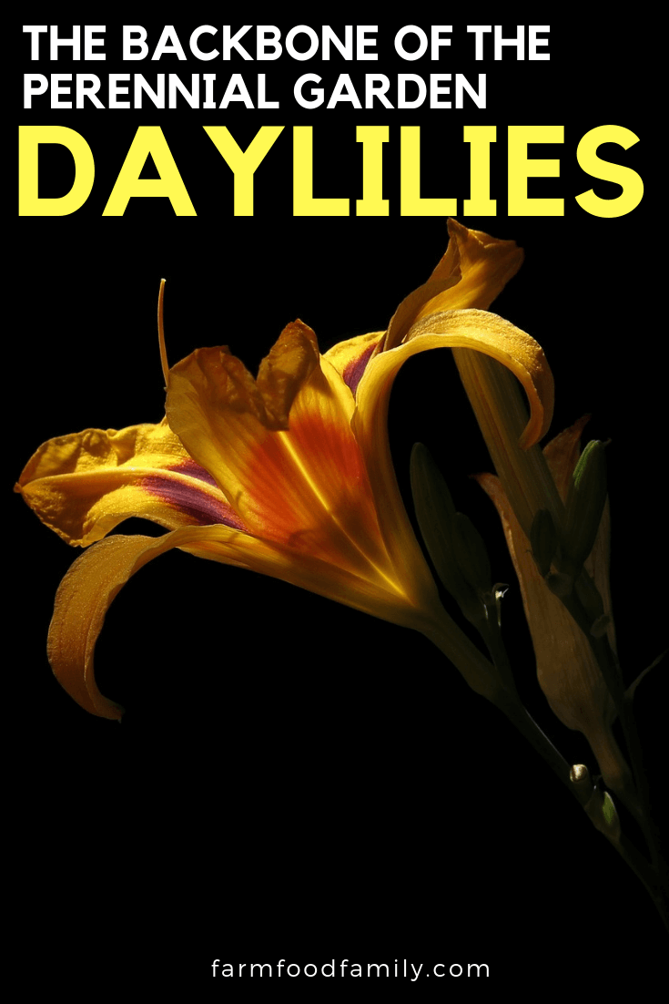 daylilies garden