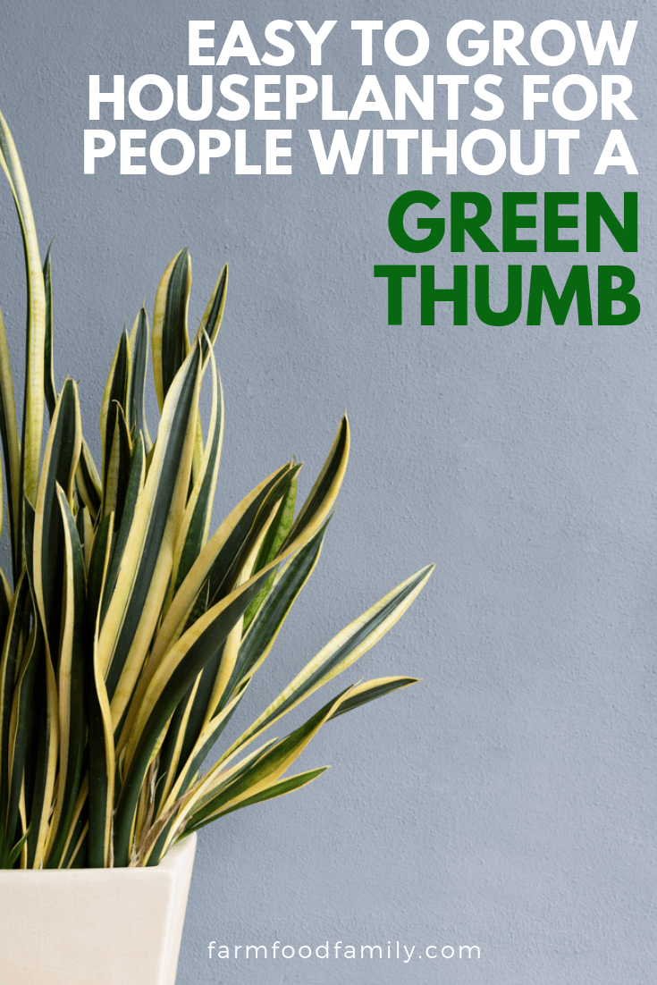 easy houseplants without green thumb
