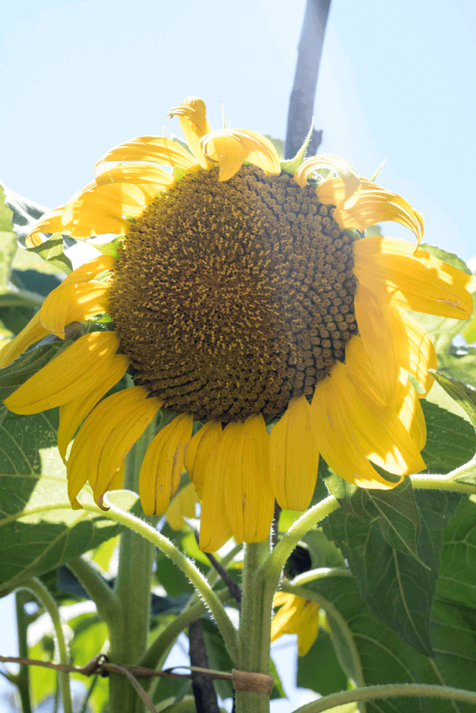 growing sunflowers