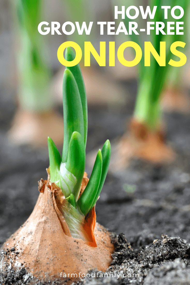 growing tear free onions