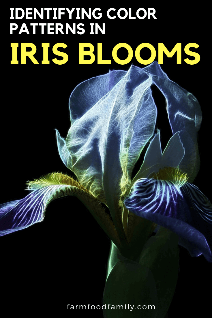 identifying color patterns in iris blooms