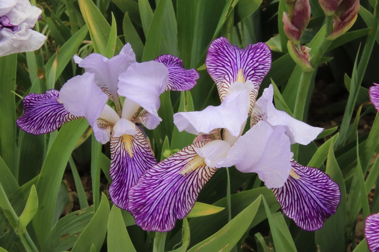 iris bicolor