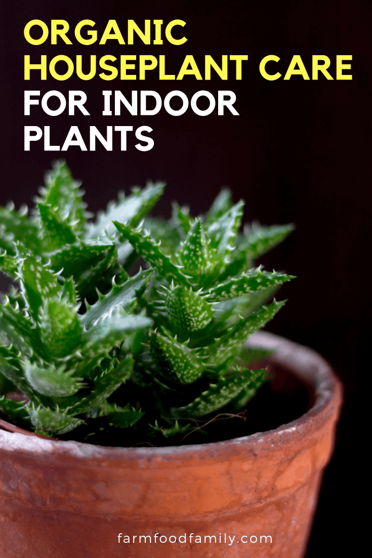 organic houseplant care for indoor