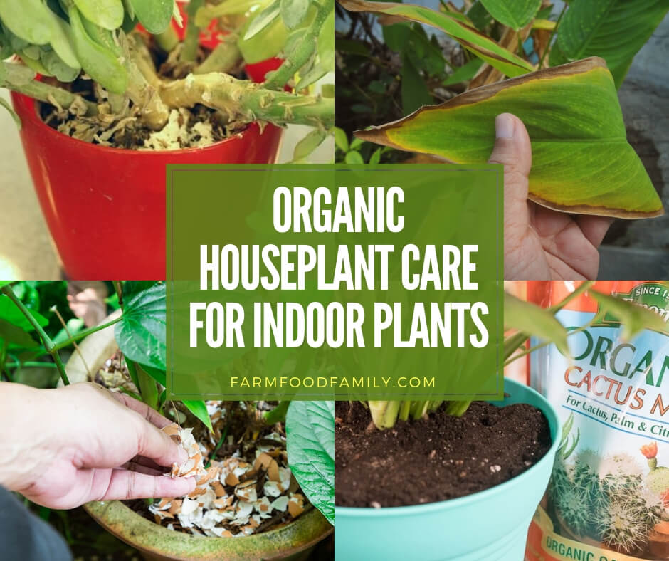 organic houseplant care