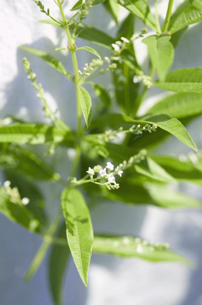 Citronella - Mosquitoes Repellent Plants