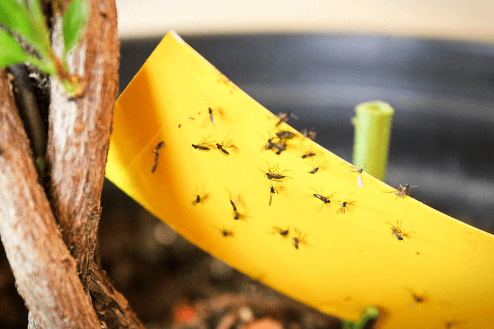 fungus gnats being stuck to yellow stick