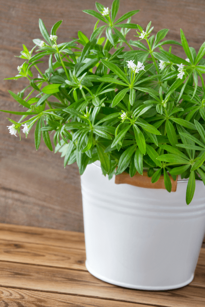 Sweet Woodruff: 10 Plants That Repel Flies Naturally and Keep the Home Bug-Free