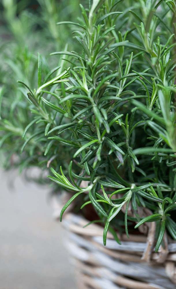 Rosemary - Mosquitoes Repellent Plants