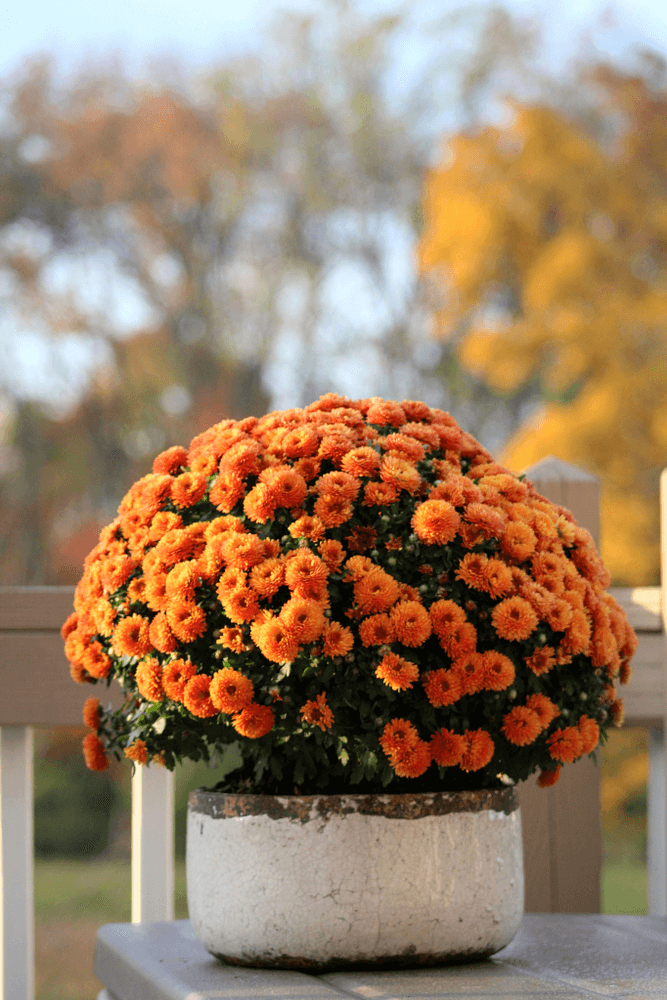 16 Chrysanthemums
