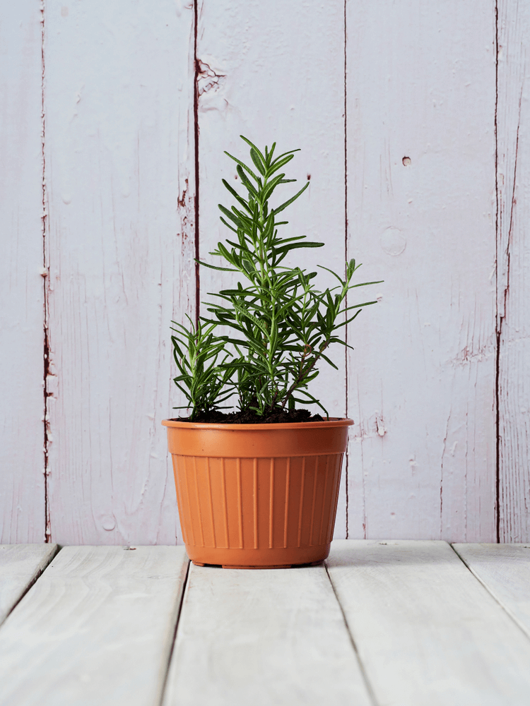 Rosemary: 10 Plants That Repel Flies Naturally and Keep the Home Bug-Free