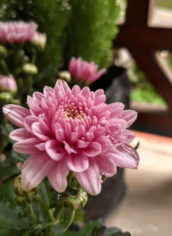 6 Chrysanthemum tick repellent