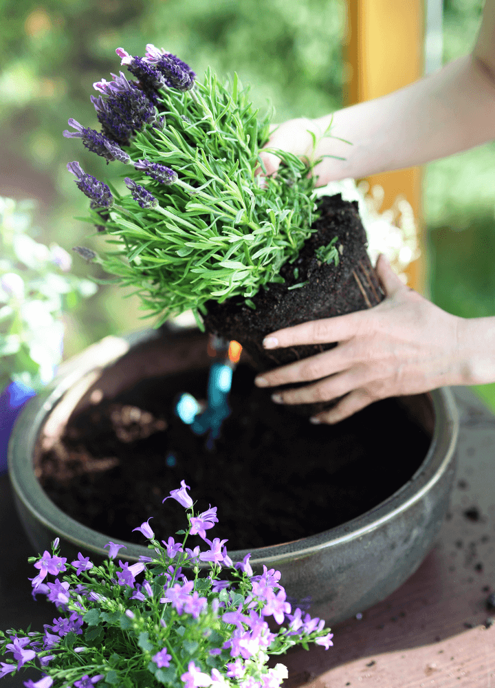 Lavender - Mosquitoes Repellent Plants