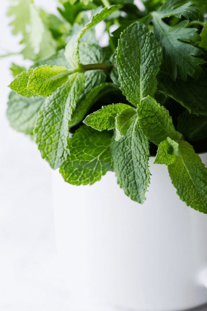 Mint: 10 Plants That Repel Flies Naturally and Keep the Home Bug-Free