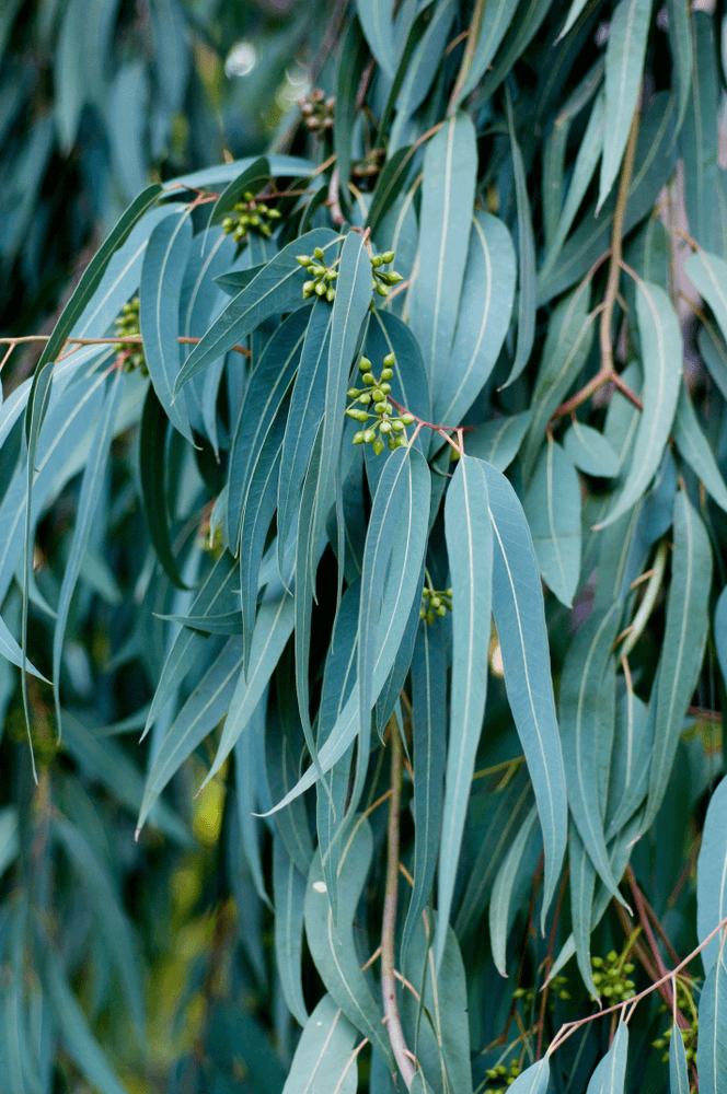 8 Eucalyptus tick repellent