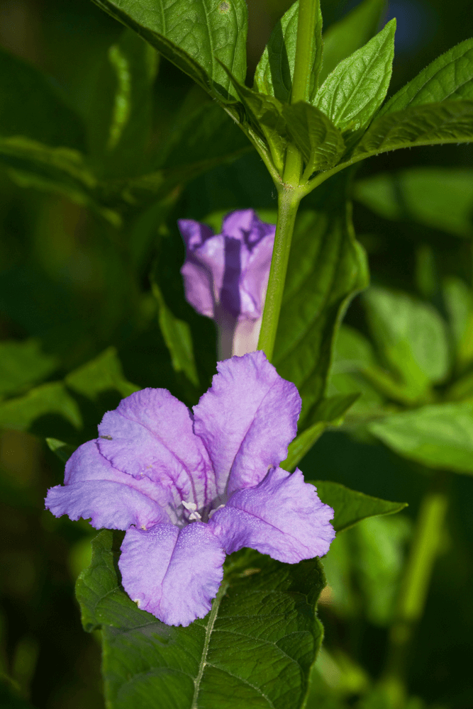Ruellia caroliniensis (J. F. Gmel.) Steud. (Carolina Wild Petunia)