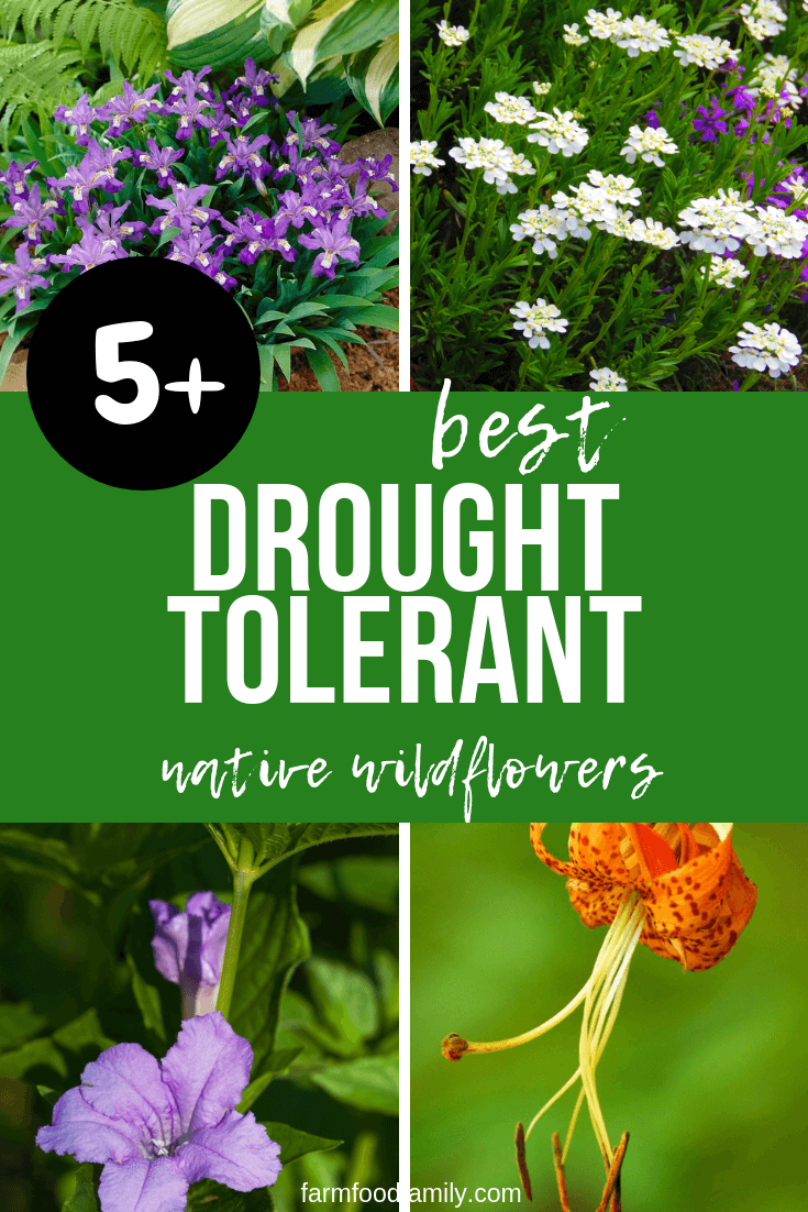 best drought tolerant native wildflowers