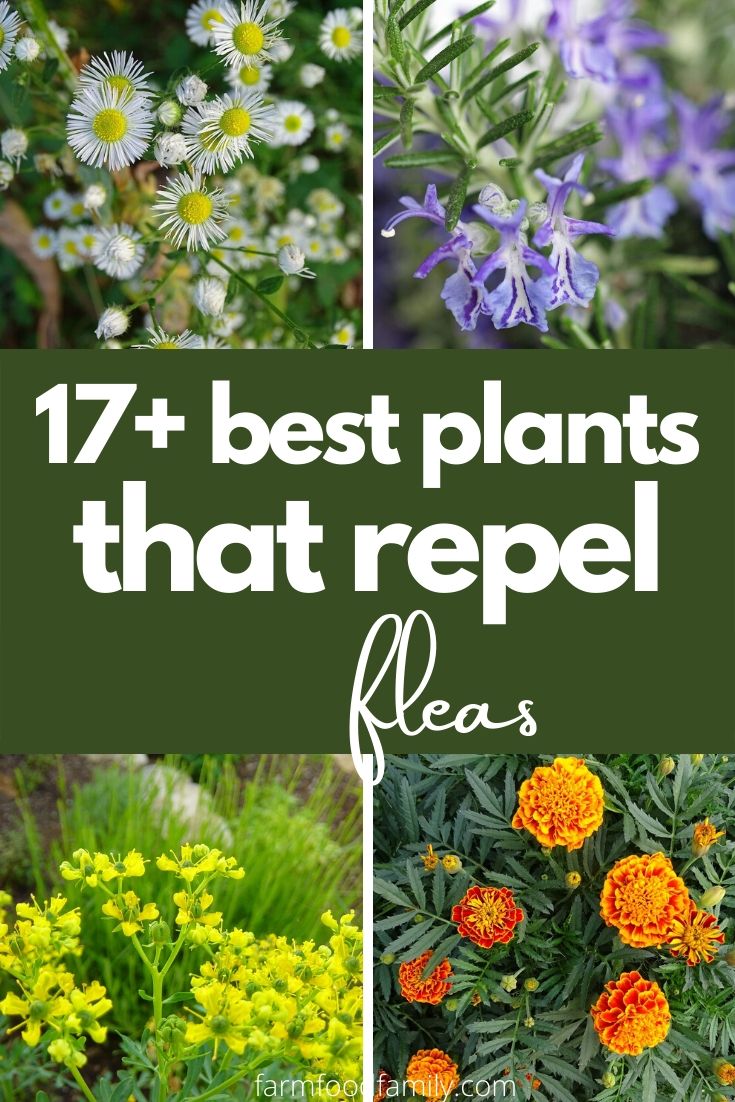 best plants repel fleas