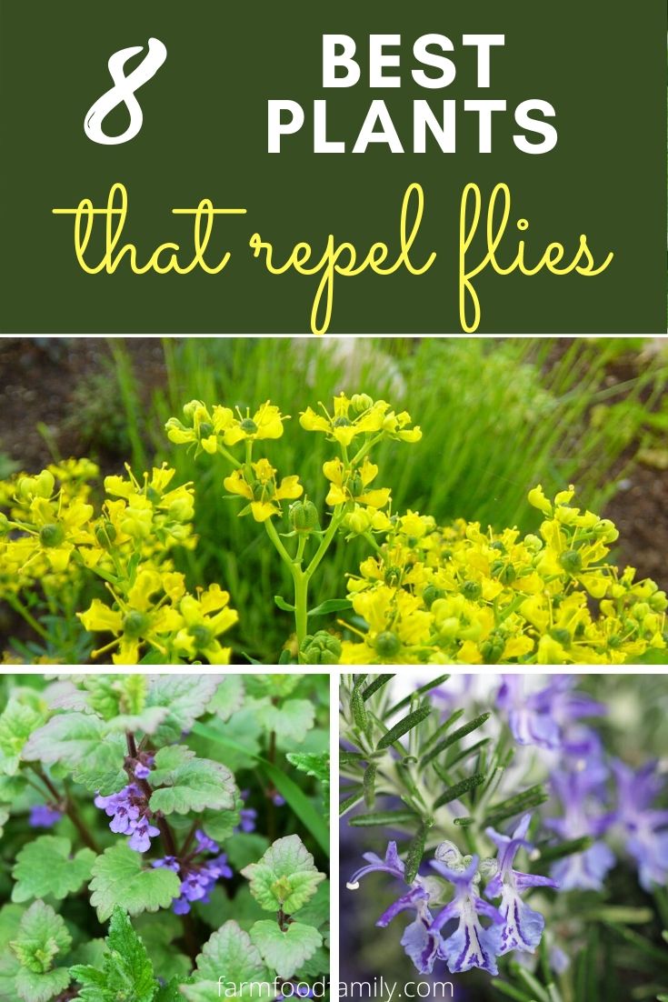best plants repel flies