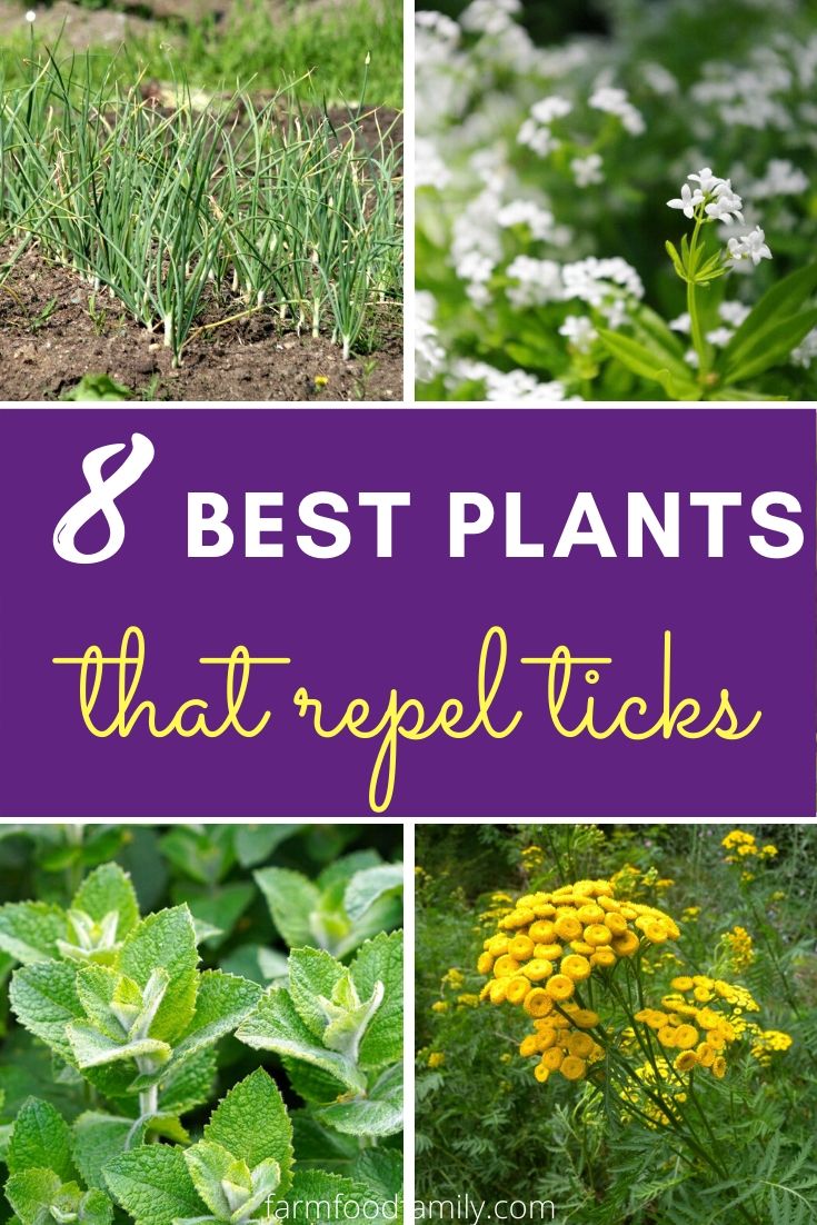 best plants repel ticks