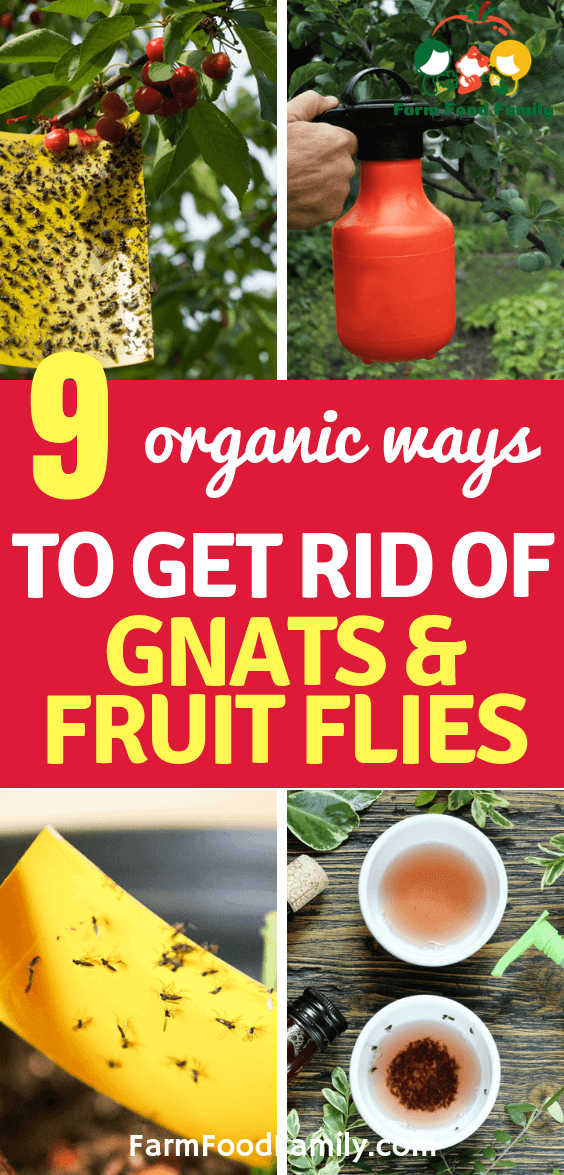 best ways to get rid of gnats 1