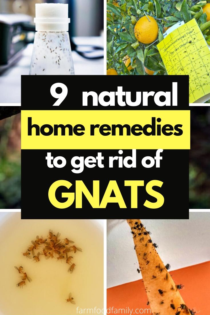 best ways to get rid of gnats