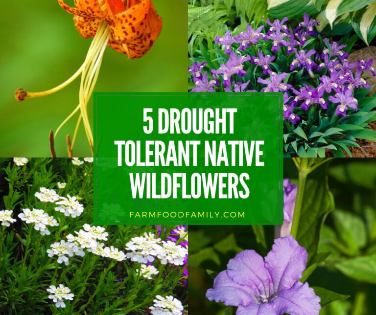 5 Drought Tolerant Native Wildflowers