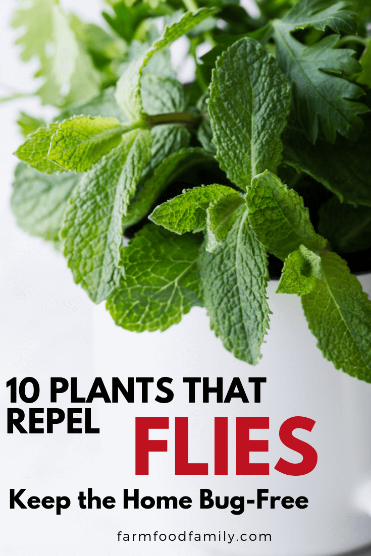 fly repellent plants 1