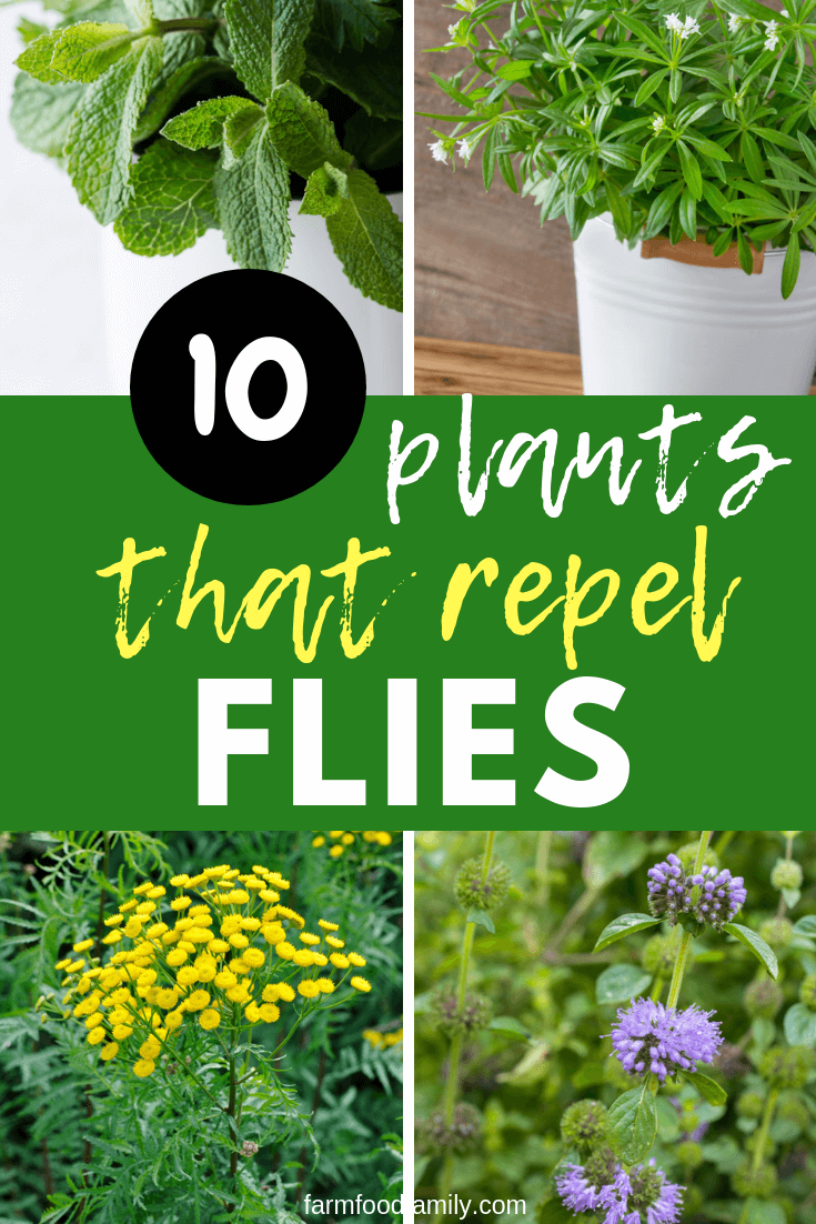 fly repellent plants 2 1