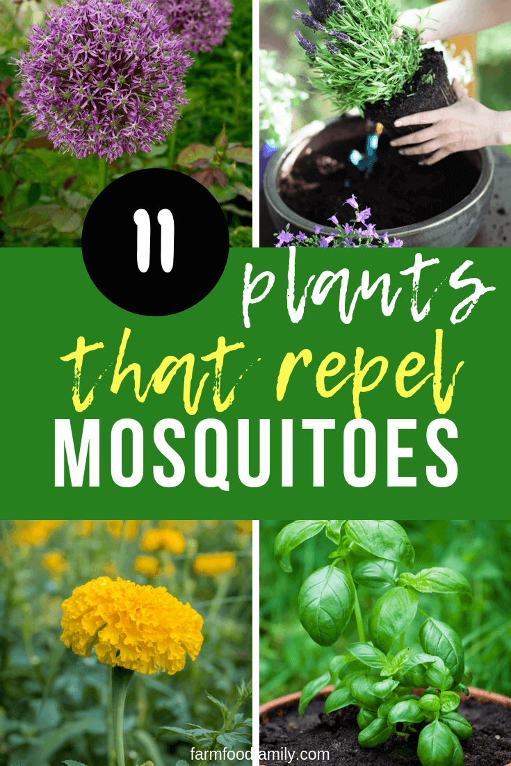 11 Mosquitoes Repellent Plants