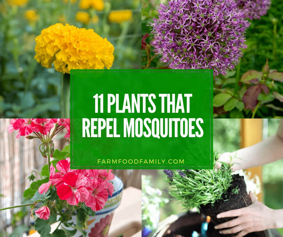 best plants that repel mosquitoes