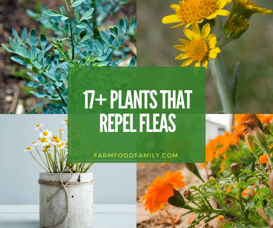 best plants that repel fleas