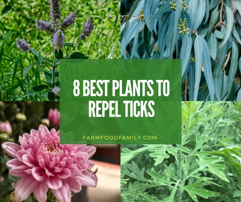 Best plants that repel ticks naturally