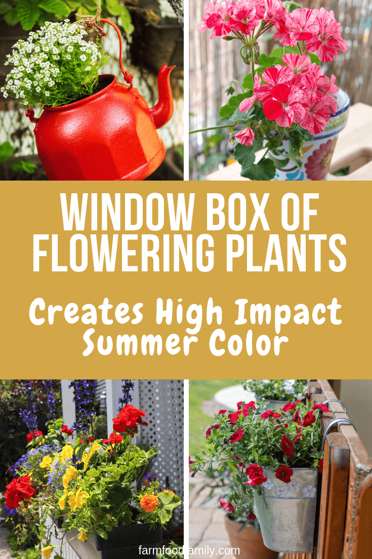 summer window box plants