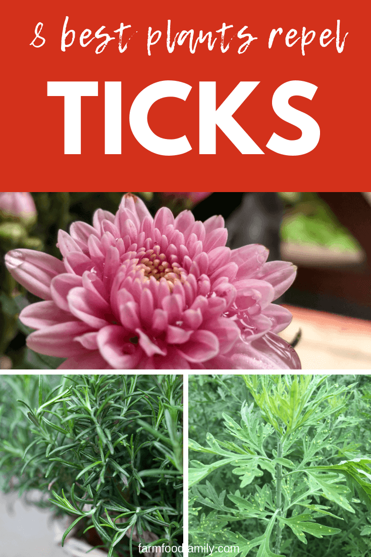 tick repellent plants 2