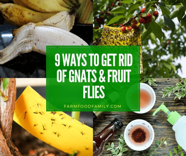 best ways to get rid of gnats and fruit flies