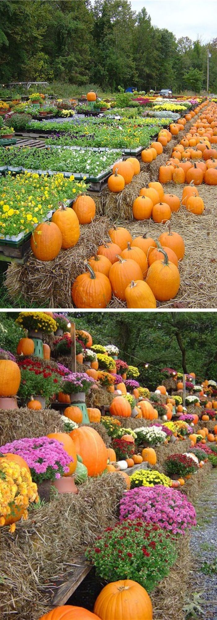 14 autumn harvest display ideas