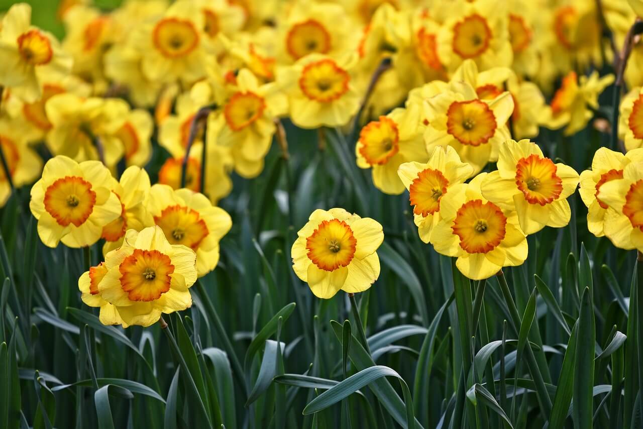 2 daffodil 3349706 1280
