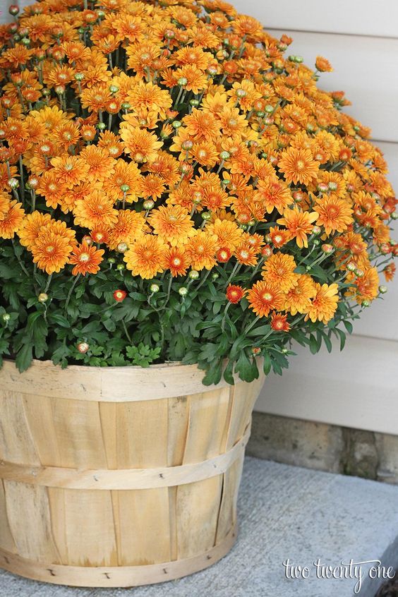 21 fall decorations with mums