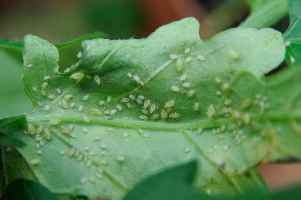 aphids on houseplants