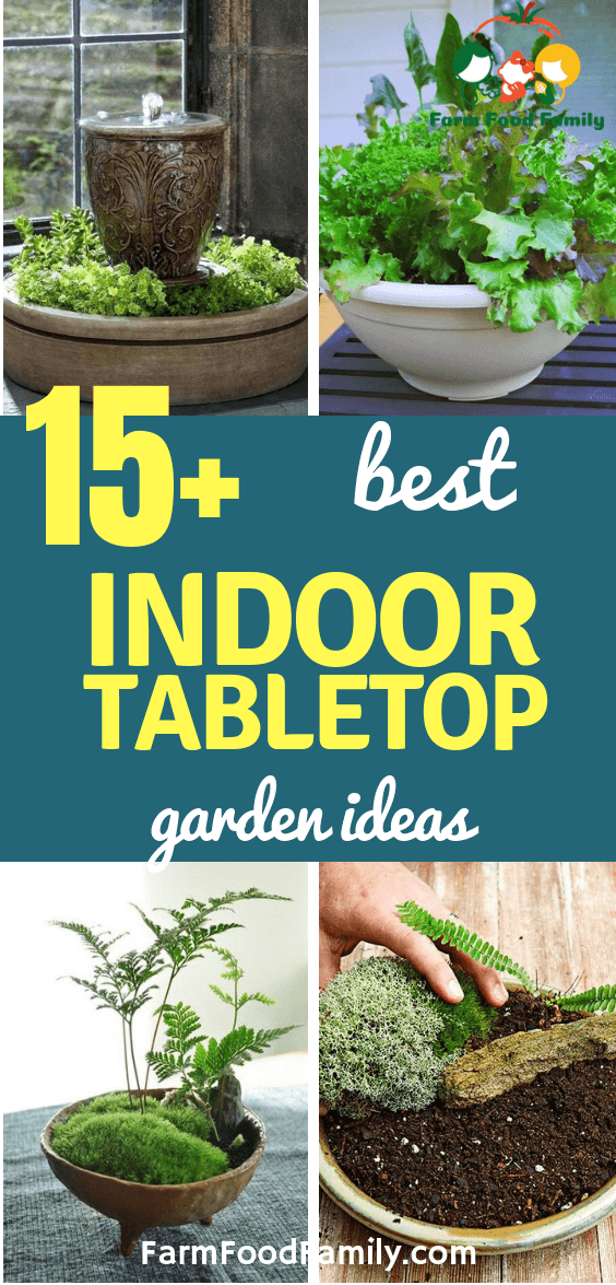 best indoor tabletop garden ideas