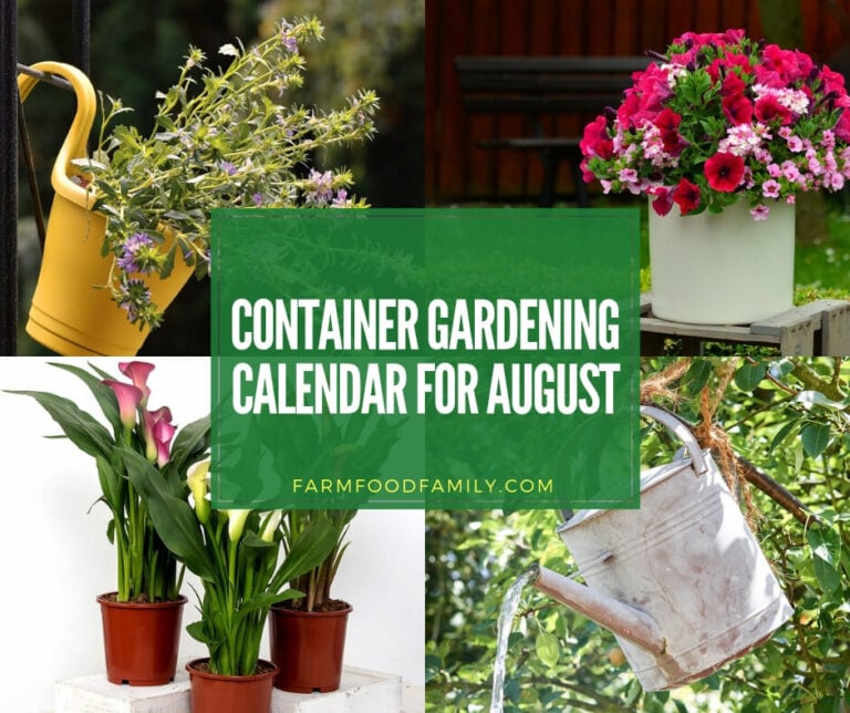 Container gardening calendar for August