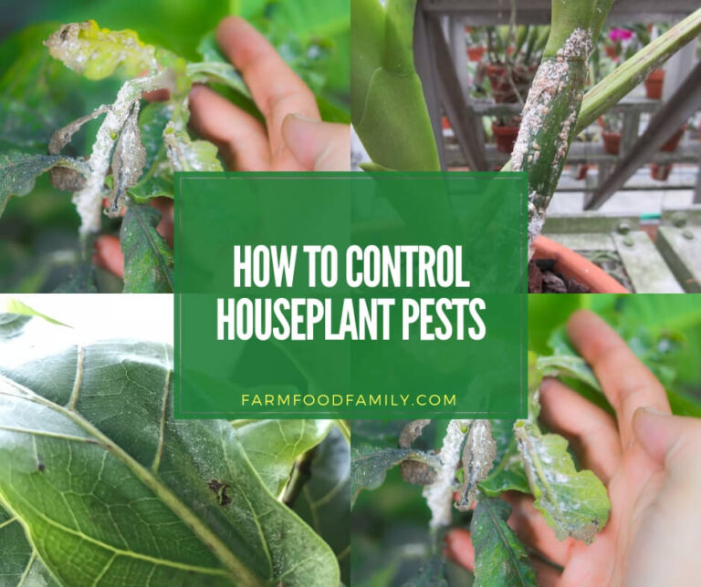 Careful Monitoring Controls Houseplant Pests